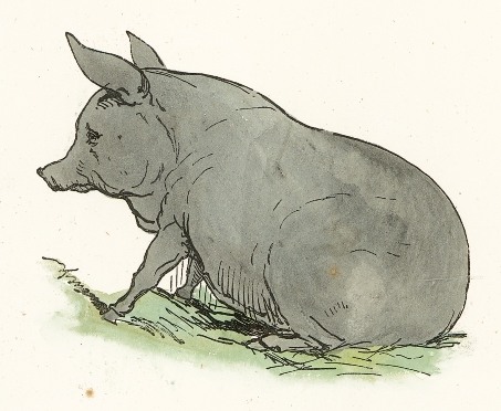 Gray_Pig_Drawing