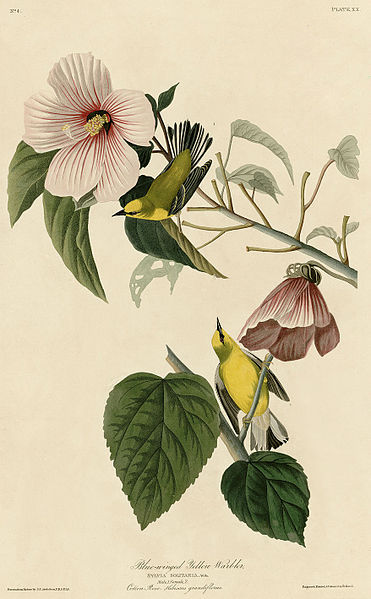 371px-Blue-winged_Yellow_Warbler_(Audubon)
