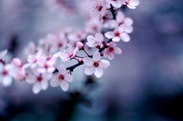cherry blossoms