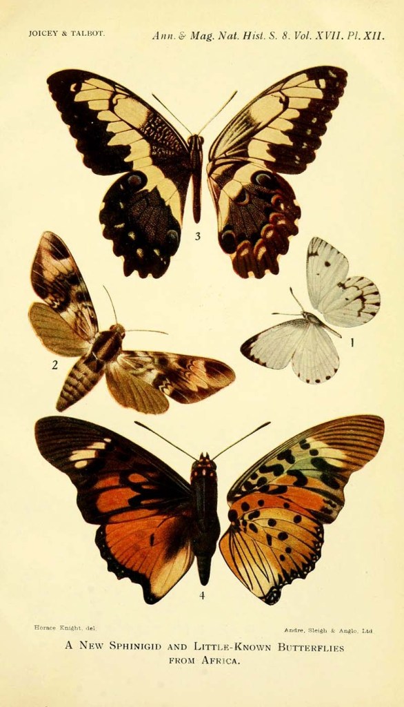 Sphingid-and-little-known-butterflies-from-Africa-1916-s